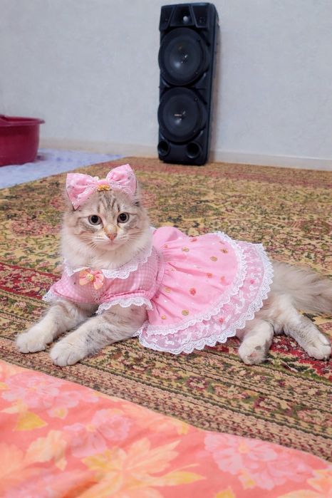 Ajoyib imkoniyat narhini kelishamiz