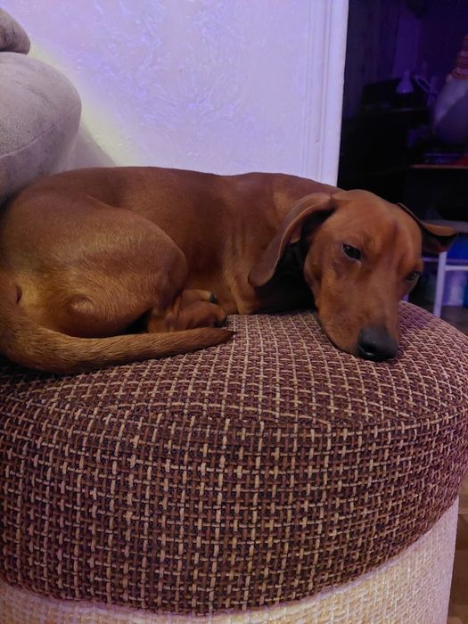 Мальчик для вязки