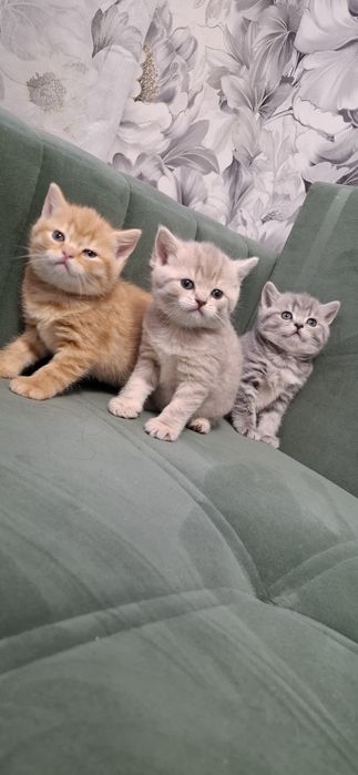 Шотландские котята