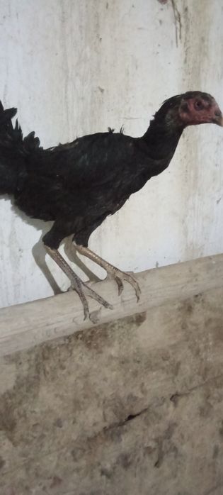 Kulangi tovuqlari sotiladi
