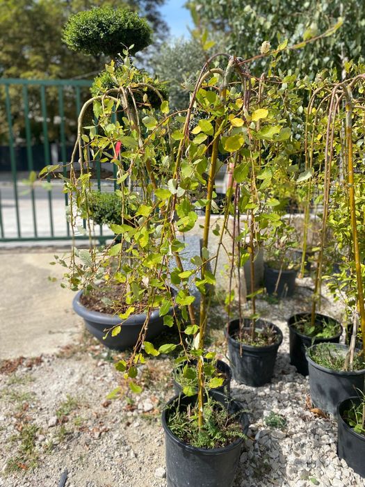 Plante ornamentale de cea mai buna calitate