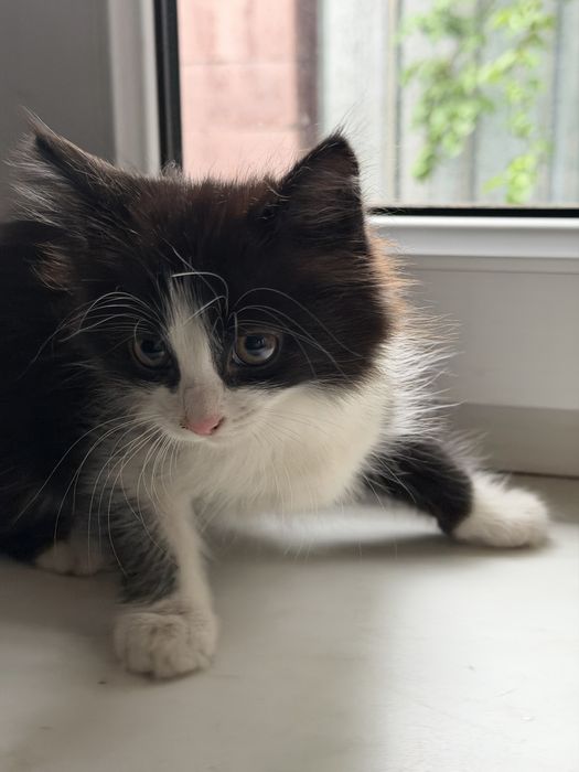 Отдам котенка девочка