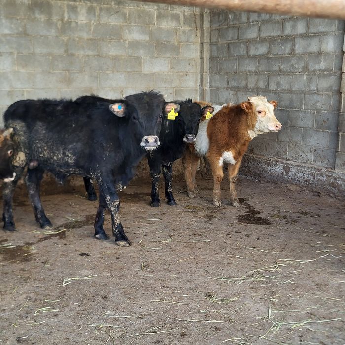 Продам 10 голов бычков