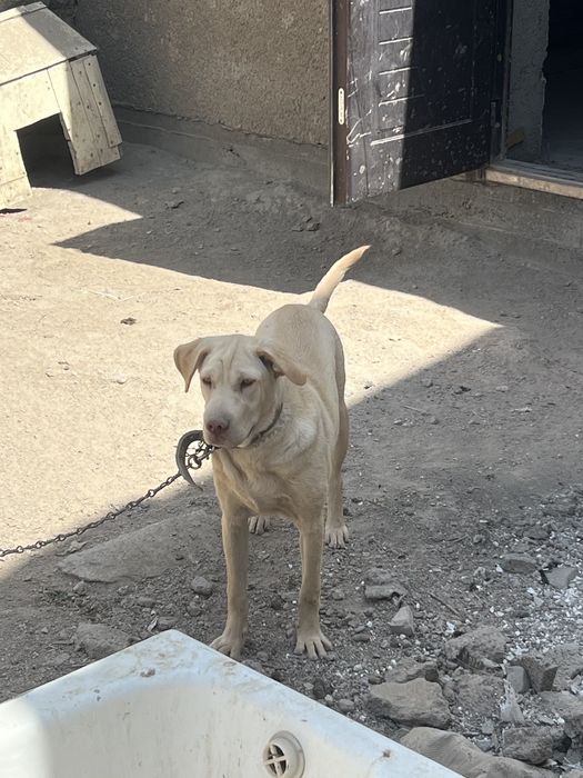 Бесплатно адам харощие руки сабака лабарадор кабель