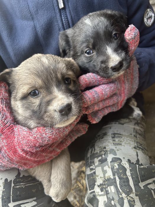 Щенки бесплатно в добрые руки