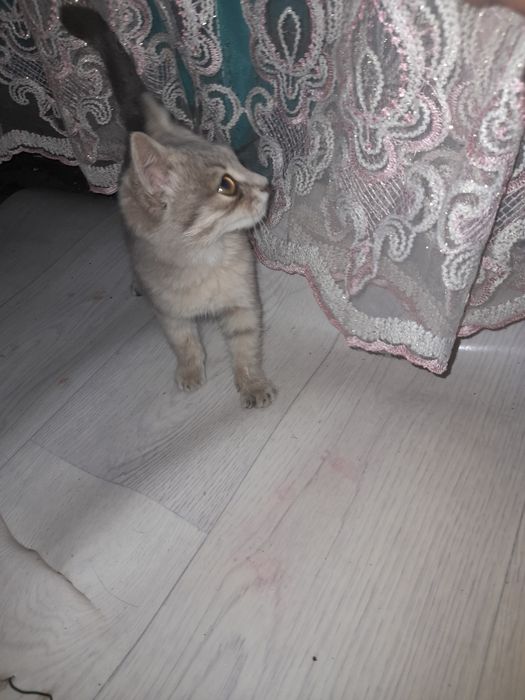 Отдам кошечку добрым людям
