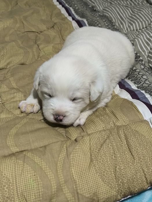 Щенята в добрые руки