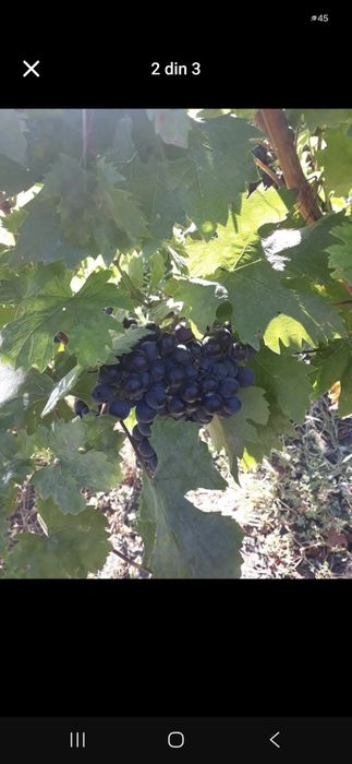 Struguri Merlot Noir