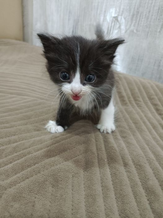 Отдам котят бесплатно