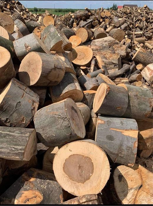 Lemne de foc eseta tare