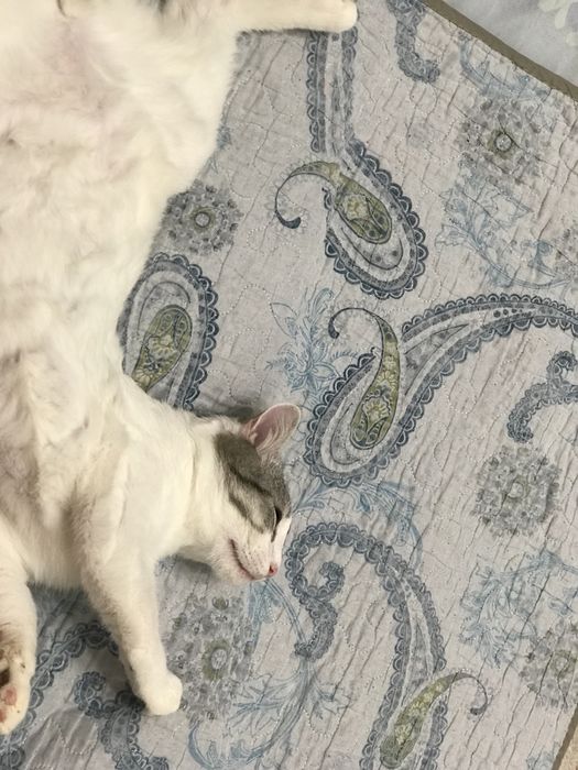 Отдам в добрые двух котов,