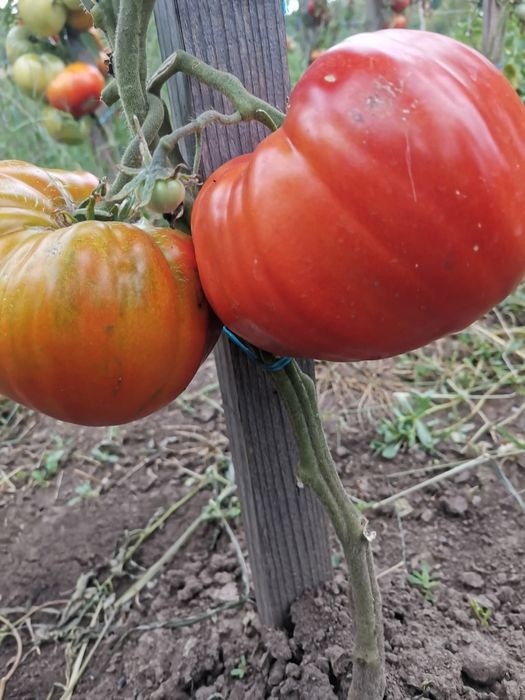 Suc de roșii, natural, de casă