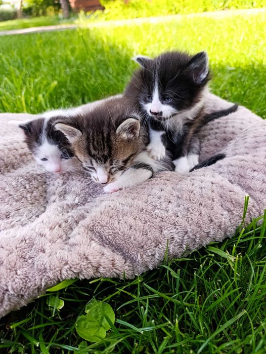 подарявам малки котета