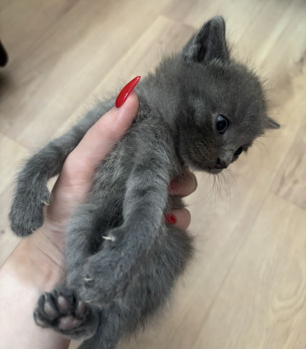 Отдам котенка(мальчик)