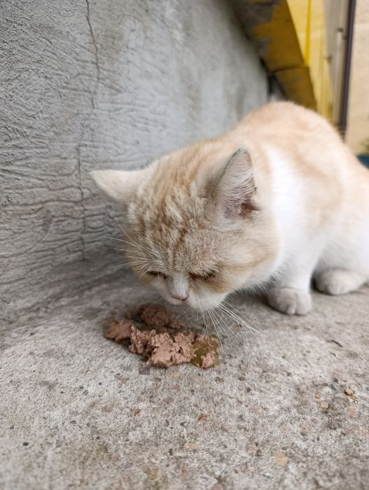 Котик,молодой котик