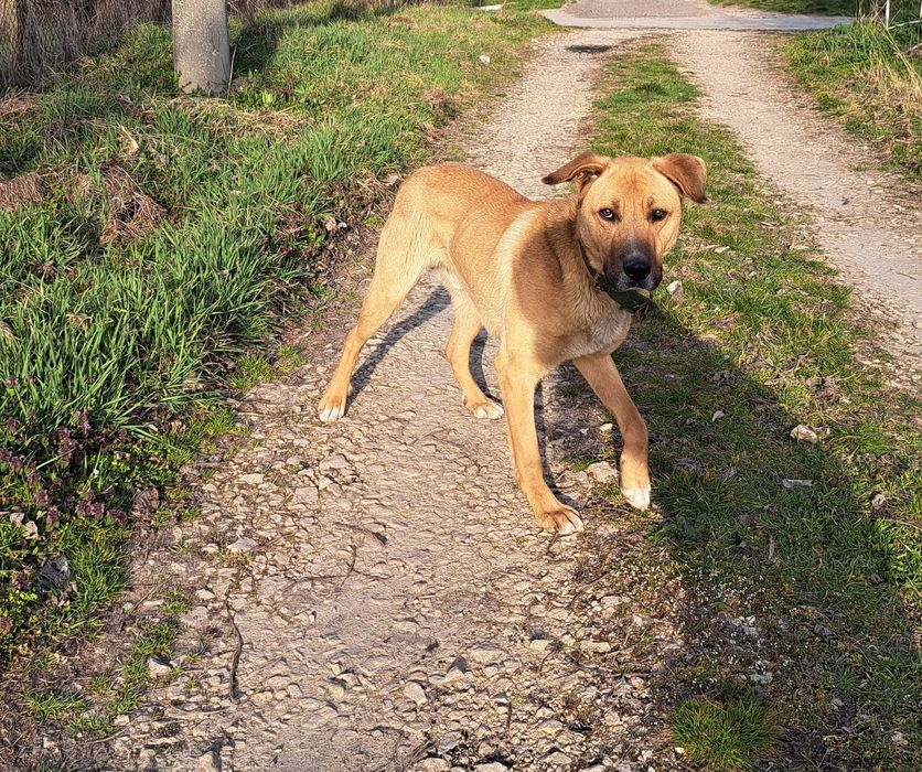 Подарява се куче
