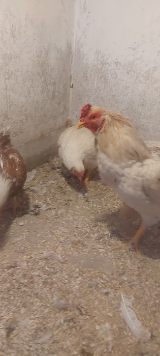 Disponibile gaini și cocos combatant indian