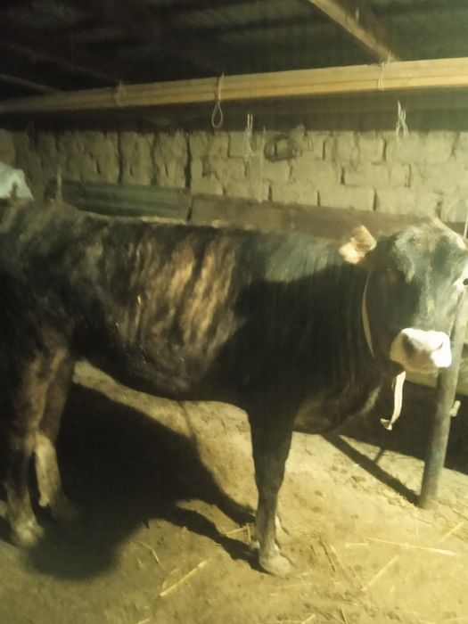 продаётся тёлки есть обмен на откорме