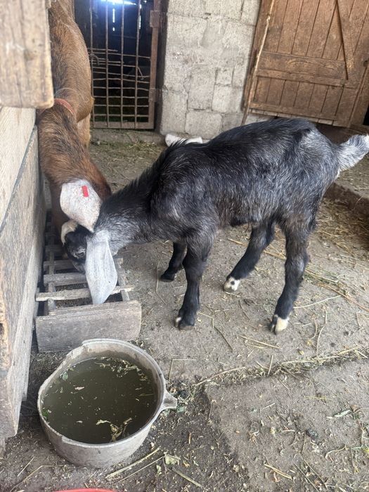 Vând mascul Anglo Nubian vârsta 5 săptamâni