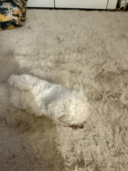 Catelus bichon maltez