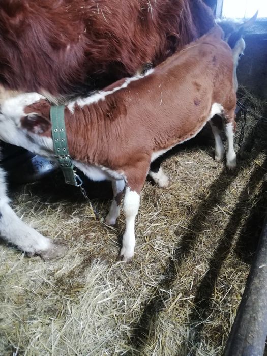 Продам тёлочку курайлы