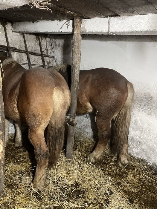 Manz       Armasar!!!