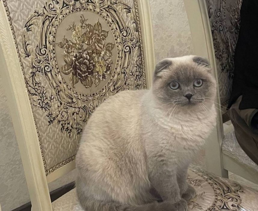 Продаётся сиамская вислоухая кошка