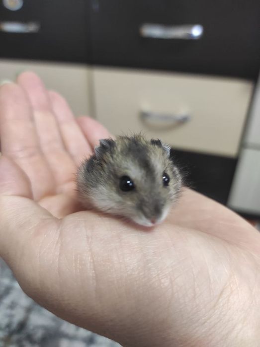 Продаются джунгарские маленькие хомячки с клеткой 250 000 сум