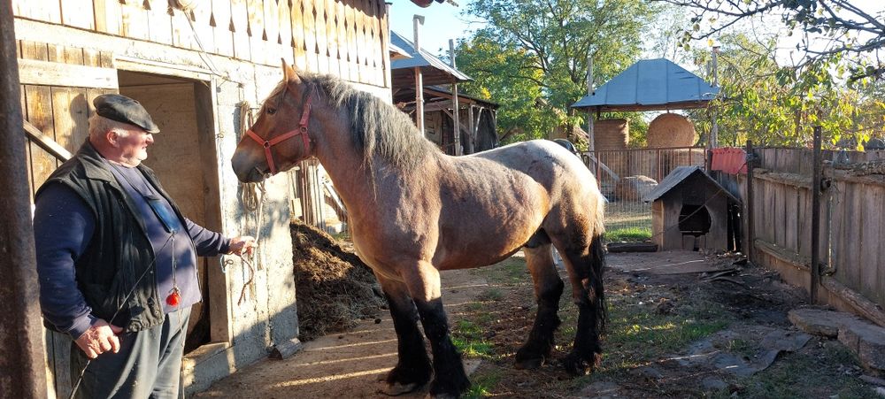 Vand armasar  foarte frumos