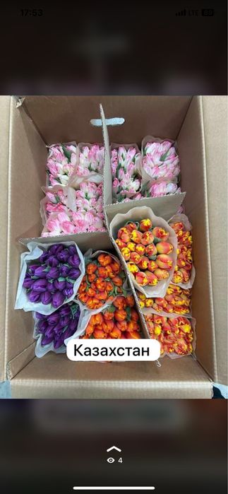 Тюльпаны самые крупные в казахстане оптом