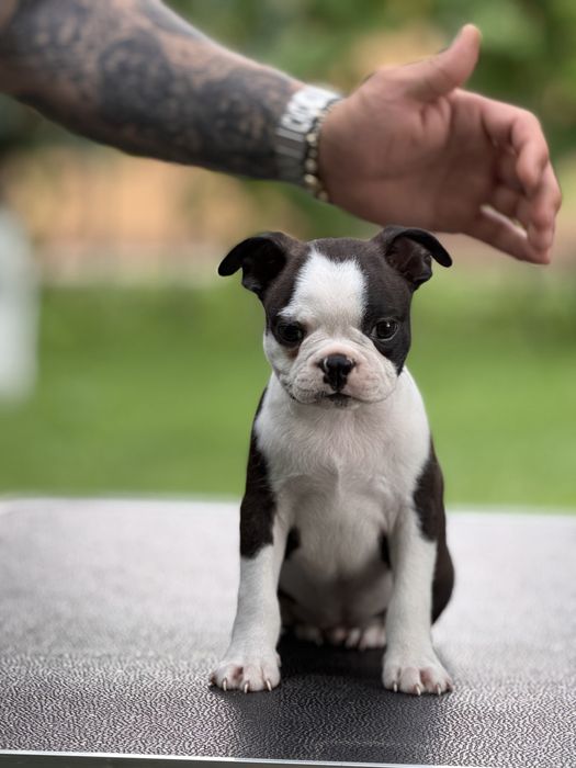 Boston terrier ( nu bulldog francez )