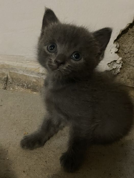 Отдам двух котят даром