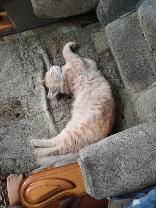 Котенок в хорошие руки