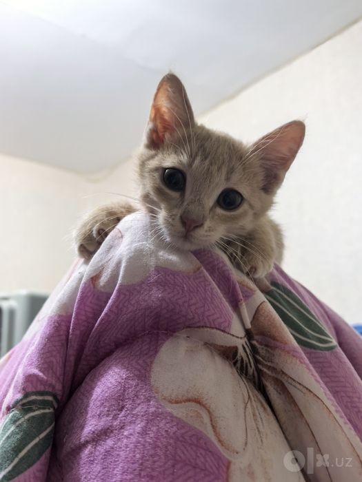 Отдам котёнка в добрые руки