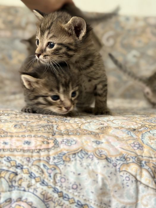 Котята, марғаулар, мысық
