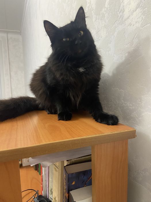 Отдам кошечку  ласковая