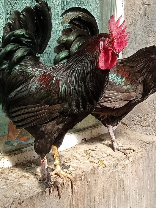 Продам петухов 7000