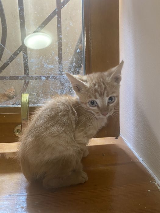 Ищкт дом котята мальчики и девочки