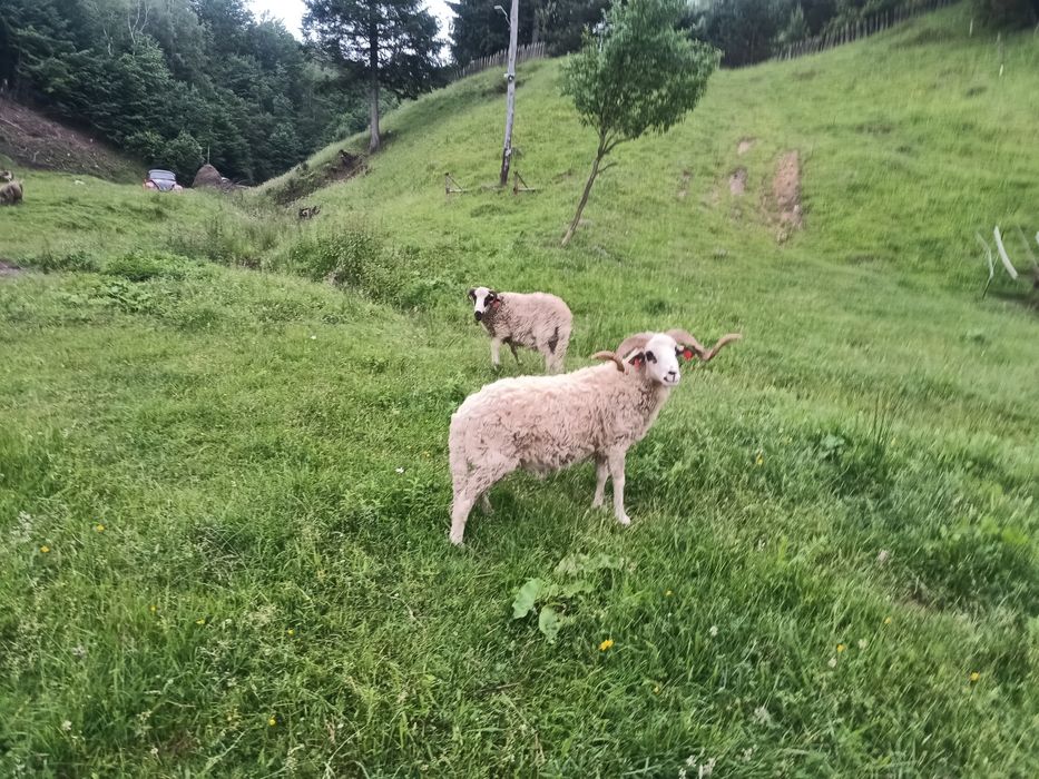 Vand doi berbecuti
