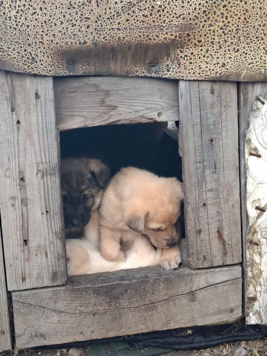 Звонкие девчонки ищут дом