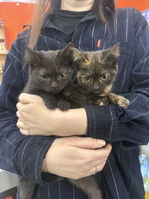 Кошечки-сестрички