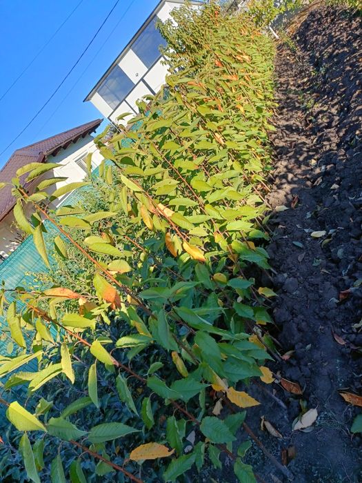 Pomi fructiferi altoiti