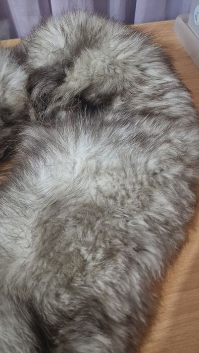 Продам мех песца