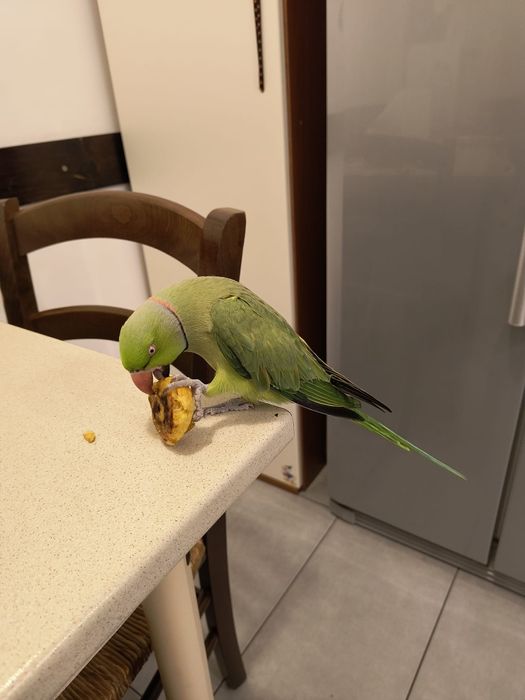 Papagal Micul Alexander