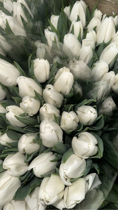 Тюльпаны оптом и в розницу