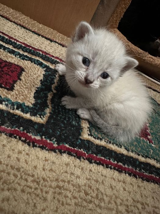 Отдадим котят в хорошие руки