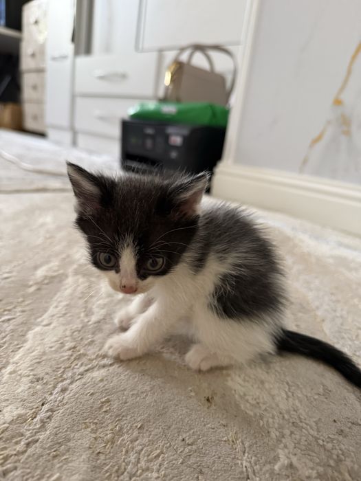 Отдам в хорошие руки