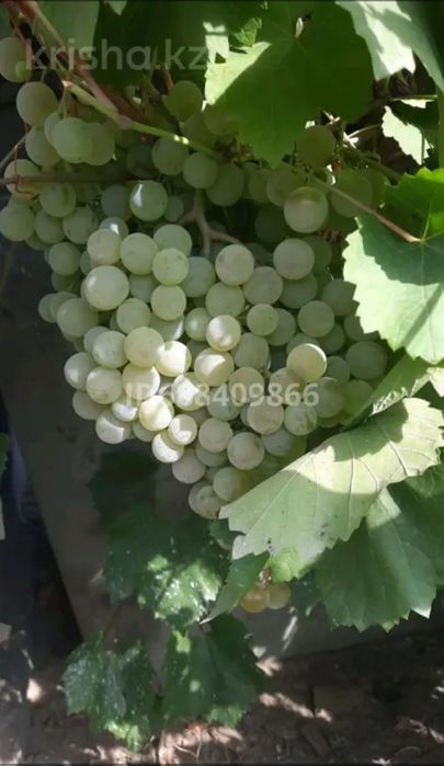 Продам дачу на бобровке