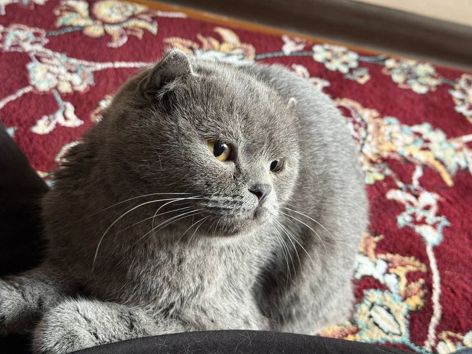 Шотландский вислоухий Scottish fold