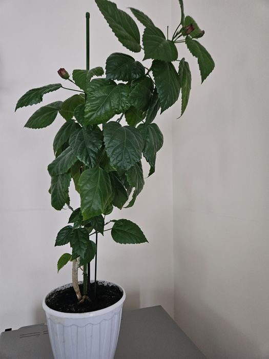 Цветы комнатные разные